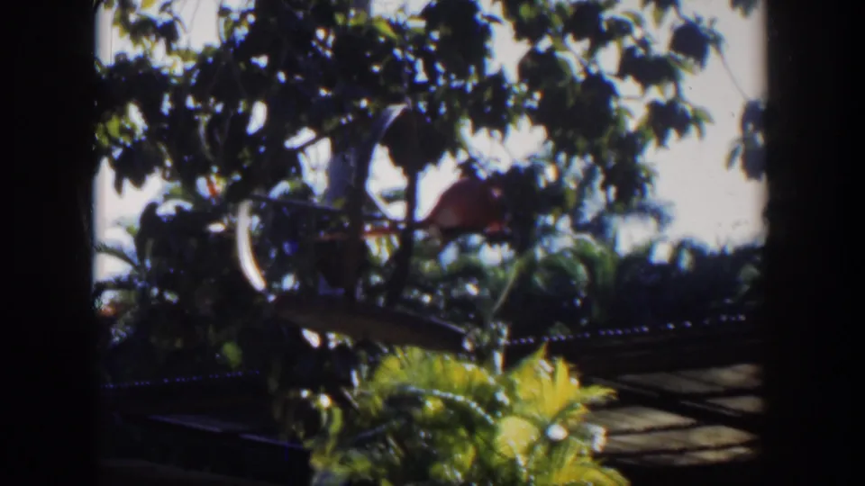 Cuba home-movie frame showing dense tropical foliage, palm leaves, roof edge, and a reddish bird-like form among branches.