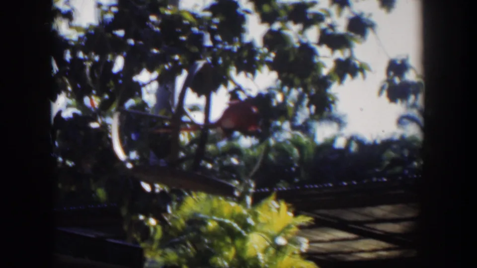 1951 Cuba home-movie view of palms and garden foliage, with a reddish bird-like form partly obscured by leaves and a roof edge below.