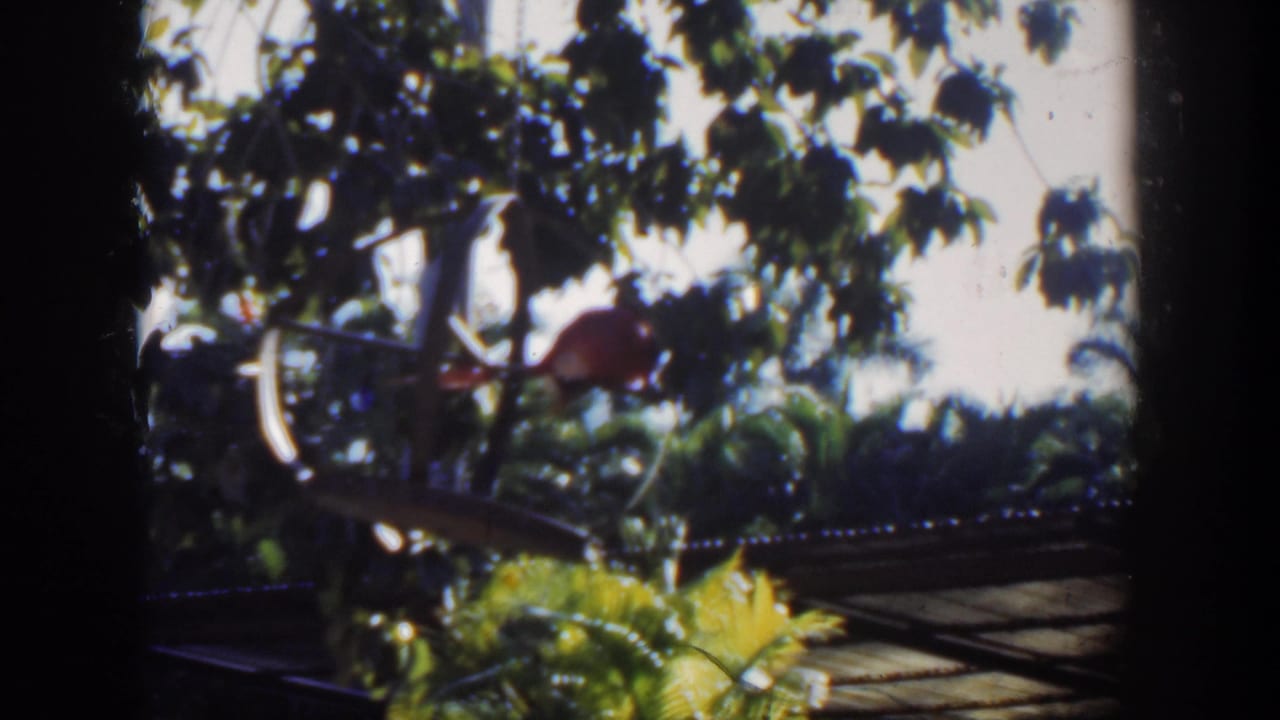 Soft-focus 1951 Cuba 8mm frame showing garden foliage, bright sun, and a bicycle-like object partly obscured by leaves.