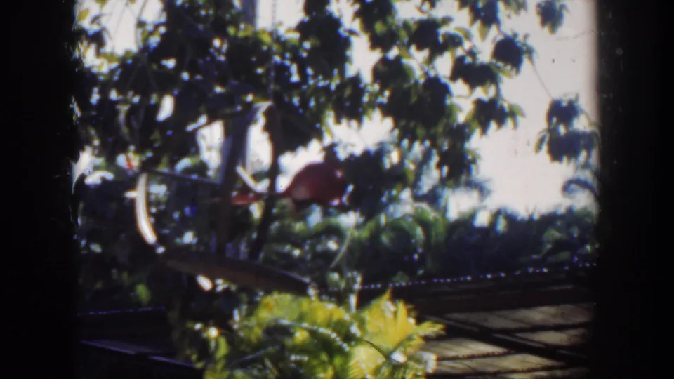 Soft-focus 1951 Cuba 8mm frame showing garden foliage, bright sun, and a bicycle-like object partly obscured by leaves.