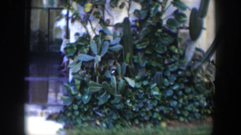 1951 Cuba 8mm frame with dense garden vegetation, cactus stems, grass, and part of a paved entrance area.