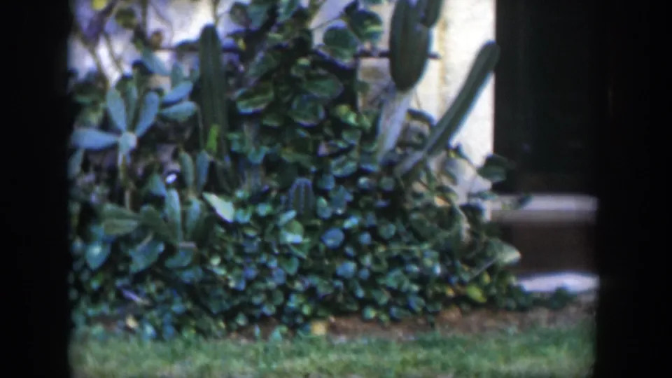 1951 Cuba home-movie frame showing a garden bed with cacti, broad-leafed plants, grass, and a shaded building edge.