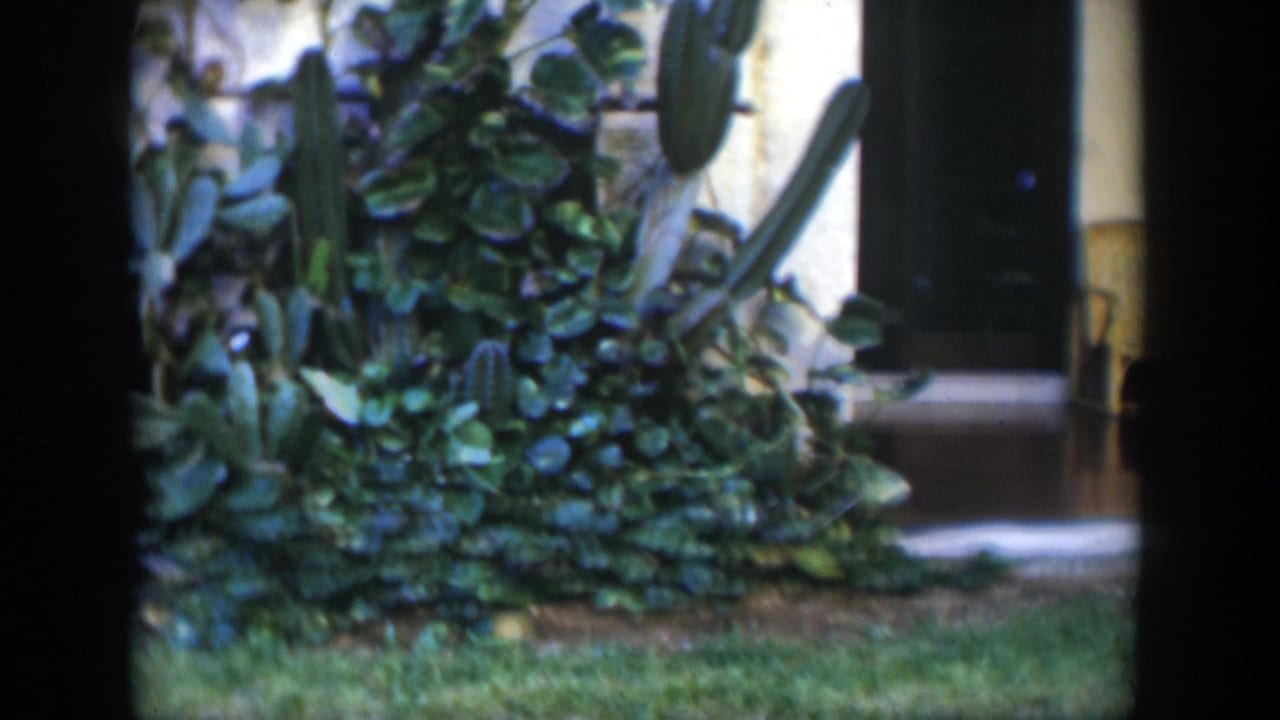 Tropical garden plants and cacti beside a porch with dark doorway and tiled floor.