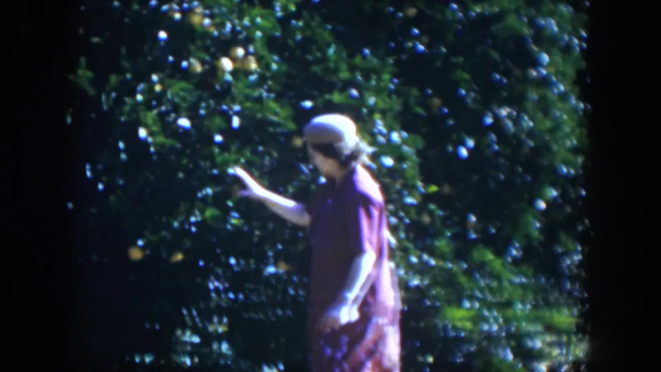 Near the end of the Cuba 1951 clip, the woman lowers her hand while standing beside the sunlit fruit tree.