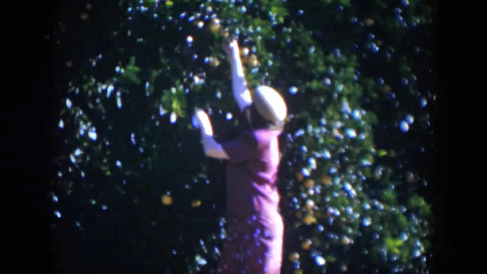 A woman in a red dress extends one arm upward into a fruiting orange tree in archival 8mm footage from Cuba.