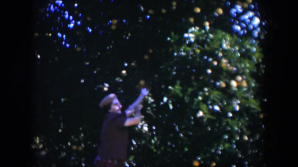 The woman reaches up toward fruit on a citrus tree, with oranges and dense foliage filling the sunlit 1951 Cuba frame.