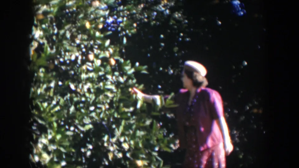 The woman turns toward a large citrus tree in the 1951 Cuba footage, reaching near leaves and fruit in bright sun.