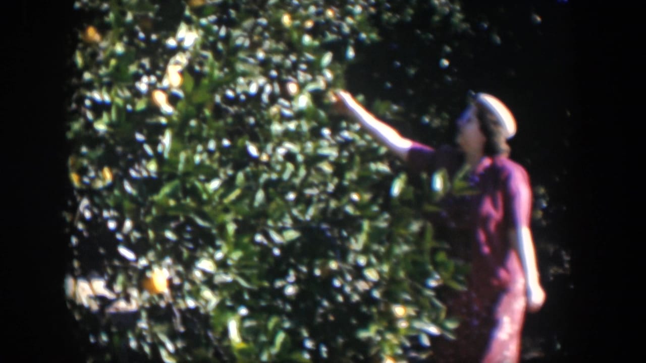 In 1951 Cuba home-movie footage, a woman in a patterned dress and white hat reaches into a sunlit orange tree.