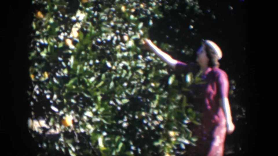 In 1951 Cuba home-movie footage, a woman in a patterned dress and white hat reaches into a sunlit orange tree.