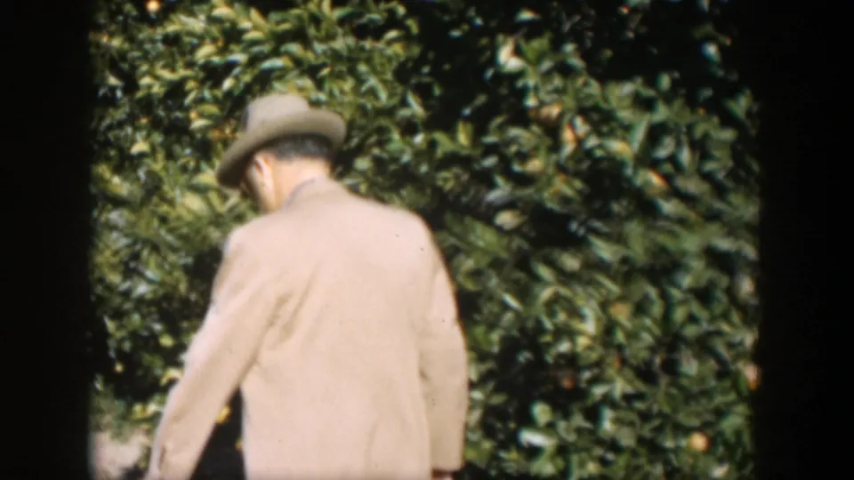 In 1951 Cuba, a man in a beige sport coat and brimmed hat walks away through dense orange grove foliage.