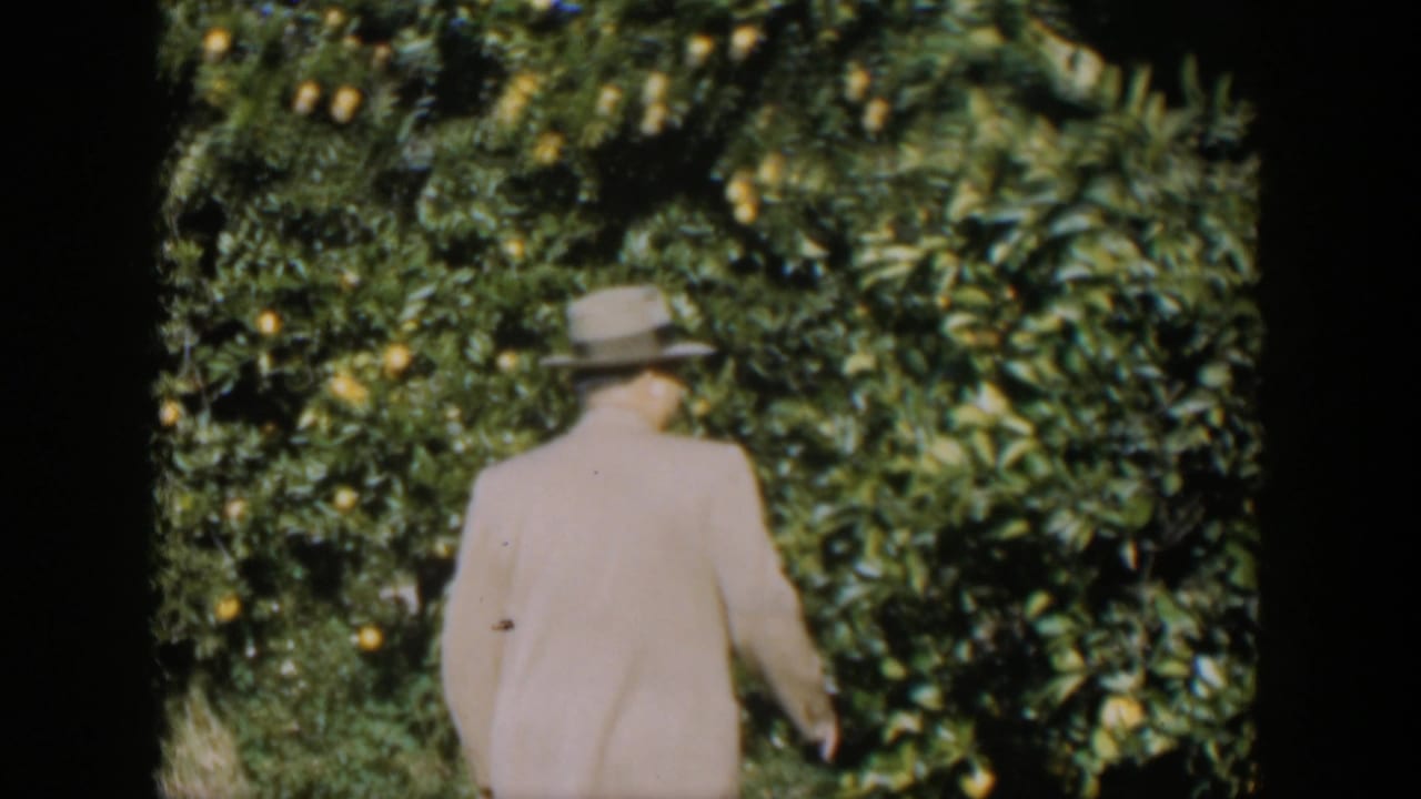 Man in fedora moves along a row of citrus trees with fruit visible.