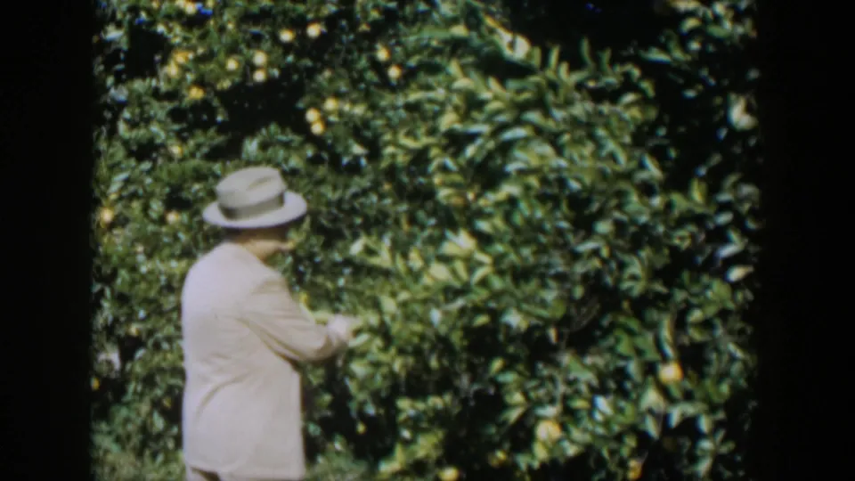 A suited man in a fedora appears to examine leaves or fruit on a citrus tree in the 1951 Cuba home-movie scene.