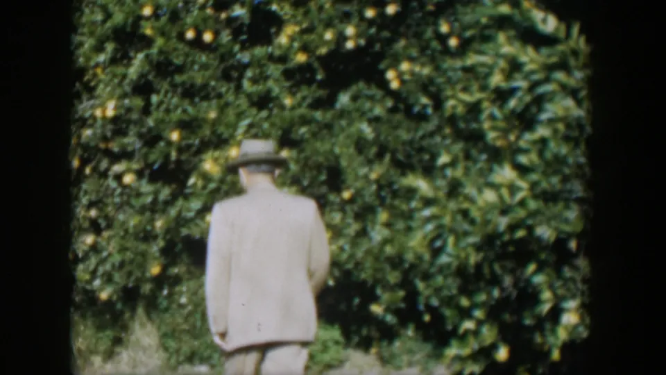 The man stands near a fruiting citrus tree, his light suit contrasting with the dense green grove in Cuba.