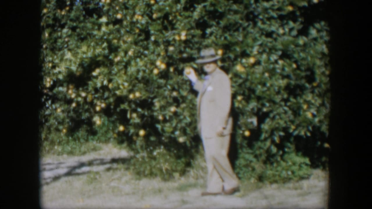 In 1951 Cuba, a man in a light suit and fedora stands near orange-laden branches in a sunlit grove.