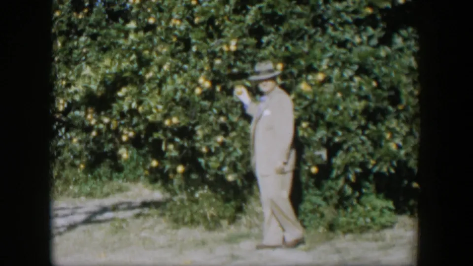 In 1951 Cuba, a man in a light suit and fedora stands near orange-laden branches in a sunlit grove.
