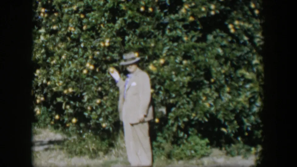 The man gestures toward citrus fruit on the branches while standing in the Cuban grove.