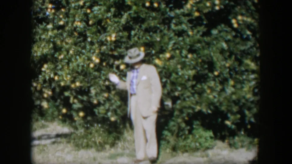 A suited man in the Cuba grove looks down near the citrus branches, as if examining fruit or foliage.