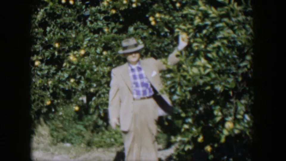 The man faces the camera in the 1951 Cuba citrus grove, raising one arm beside fruit-filled branches.