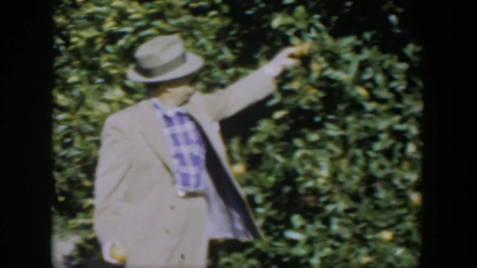 In the 1951 Cuba home-movie scene, the suited man reaches into citrus branches while holding an orange at his side.