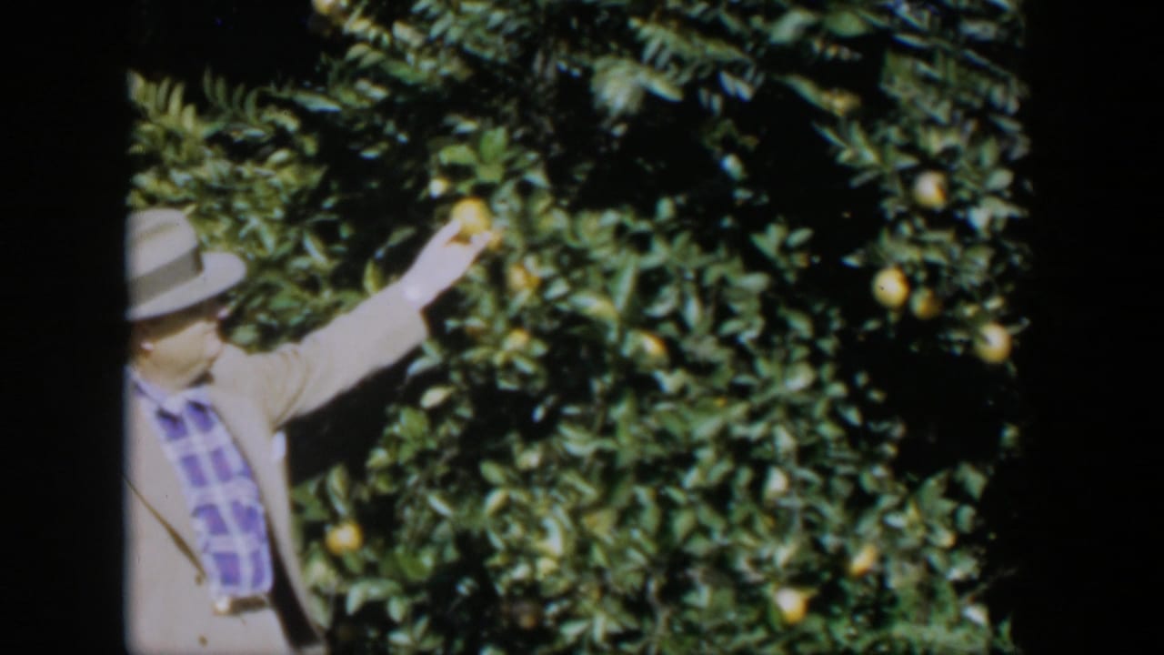 In 1951 Cuba home-movie footage, a man in a light jacket and fedora reaches into a citrus tree with yellow fruit.