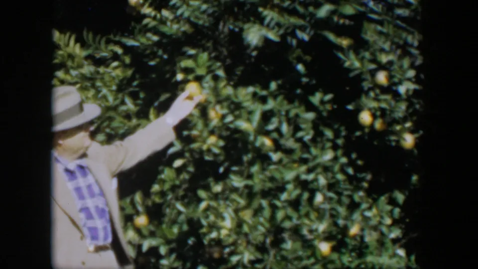 In 1951 Cuba home-movie footage, a man in a light jacket and fedora reaches into a citrus tree with yellow fruit.