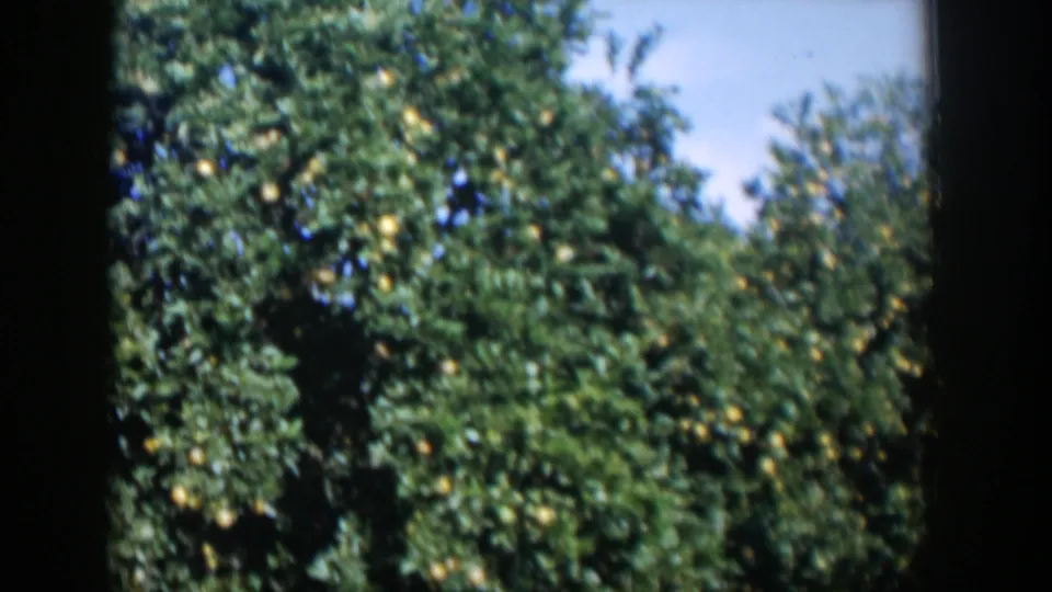 A wider 1951 Cuba orchard view shows dense green citrus trees with yellow fruit against bright sky.