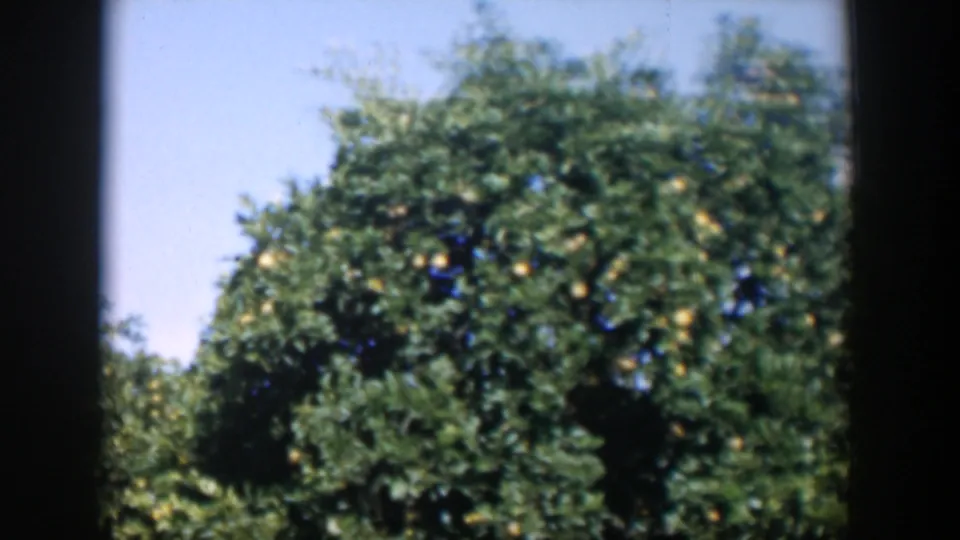 The final frame holds on a fruiting citrus tree canopy in Cuba, with yellow fruit visible among dense leaves.