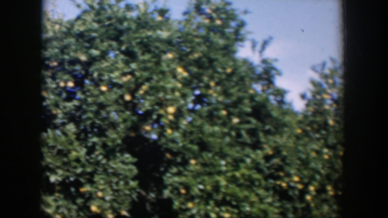 Fruit trees with dense green foliage and yellow fruit beneath pale blue sky.