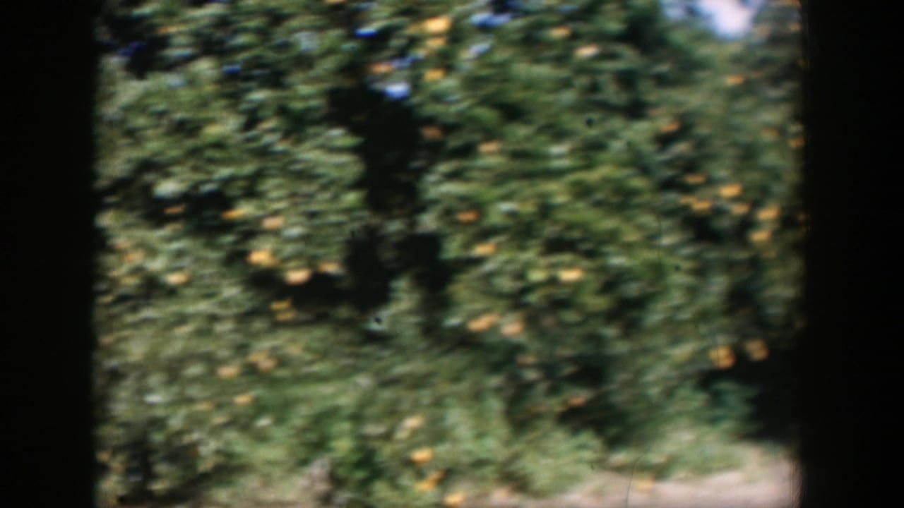 Blurred orchard trees with yellow fruit and low greenery at the edge of the frame.