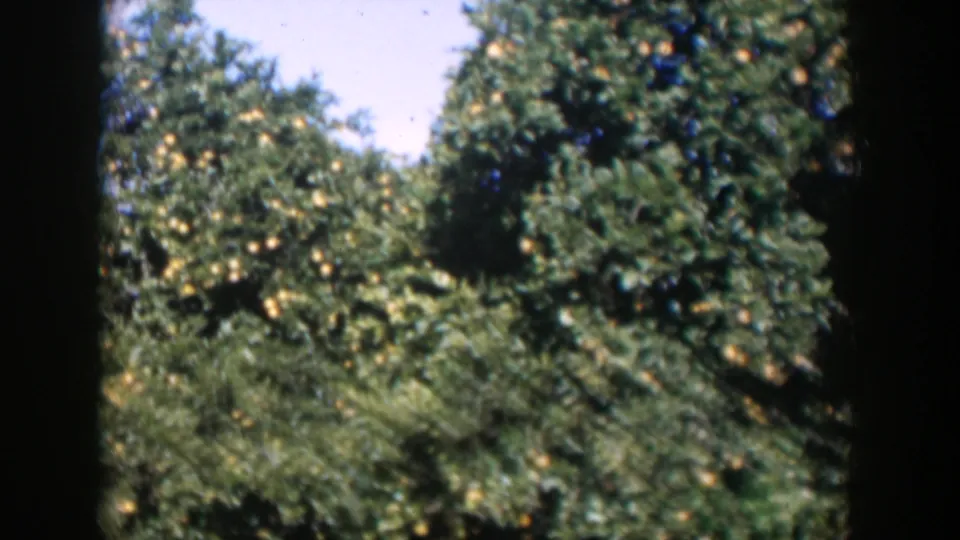 1951 Cuba 8mm frame showing a close, leafy orchard canopy with yellow fruit and visible film-frame borders.