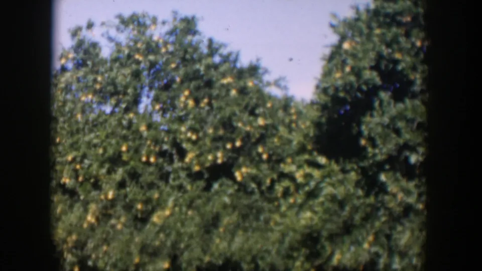 1951 Cuba 8mm frame of orchard trees with ripe-looking yellow fruit, dense greenery, and pale sky above.