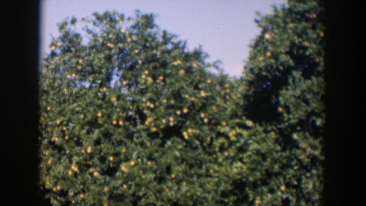 1951 Cuba home-movie frame showing dense citrus trees with ripened oranges, pale sky, and dark film-frame borders.