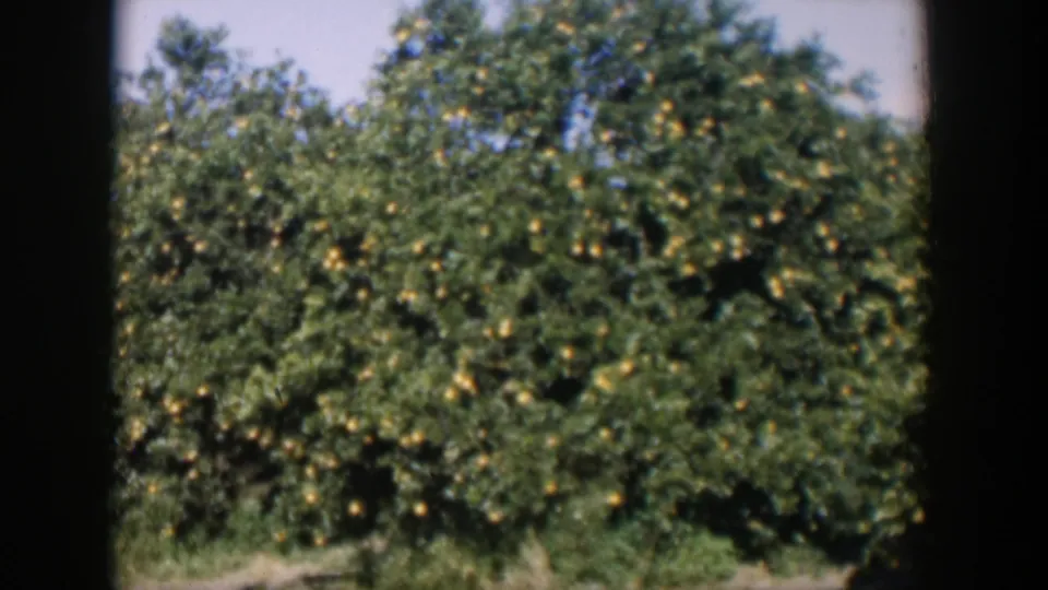 1951 Cuba footage frame with ripened oranges scattered through dense green citrus foliage under bright daylight.