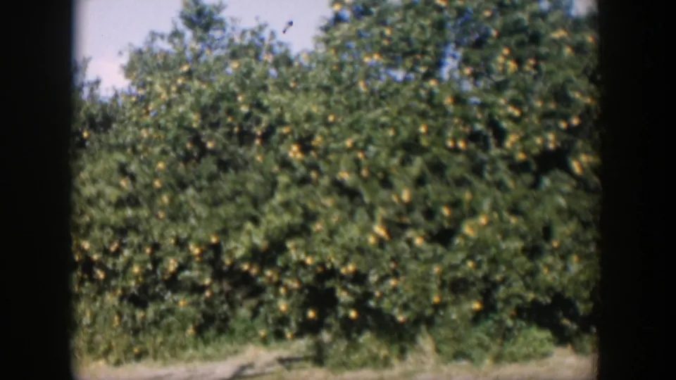 1951 Cuba home-movie view of a citrus grove, with orange fruit in thick foliage above dry ground and grass.