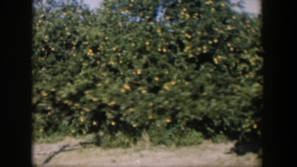 1951 Cuba frame showing dense citrus trees with ripened oranges and a pale dirt strip at the grove edge.