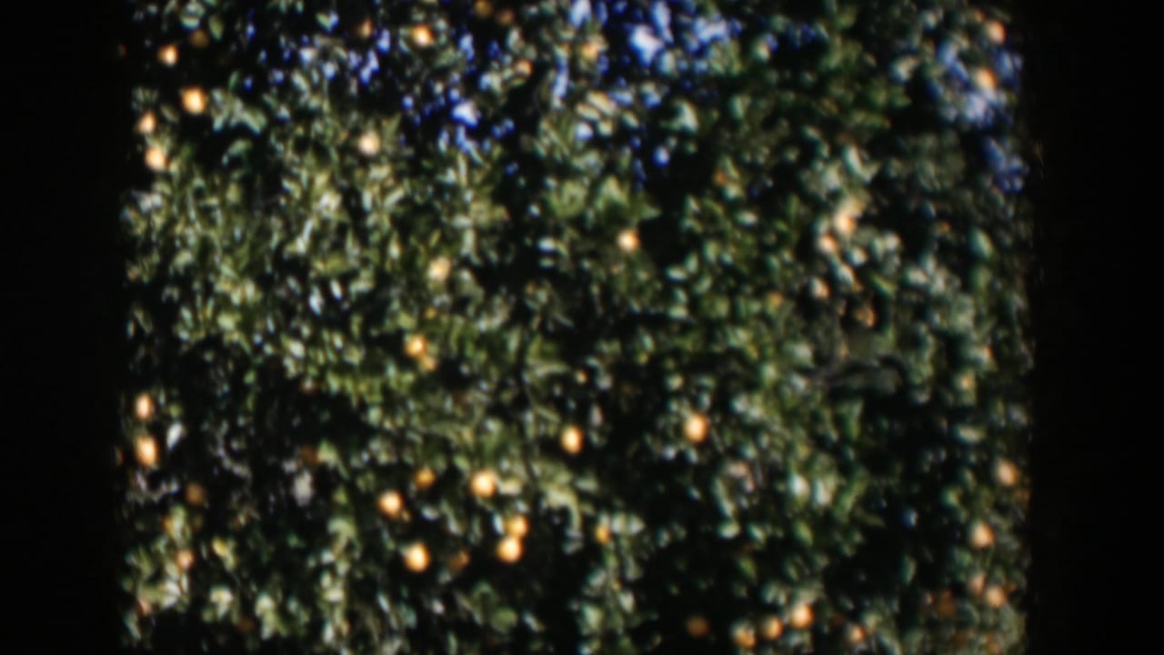 1951 Cuba home-movie frame showing fruit-laden orange trees in a shaded orchard row.