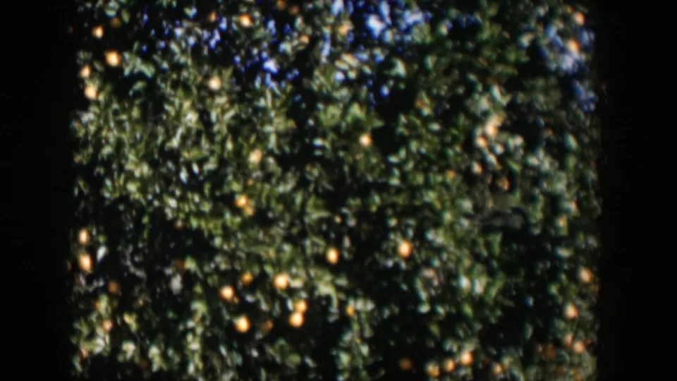 1951 Cuba home-movie frame showing fruit-laden orange trees in a shaded orchard row.