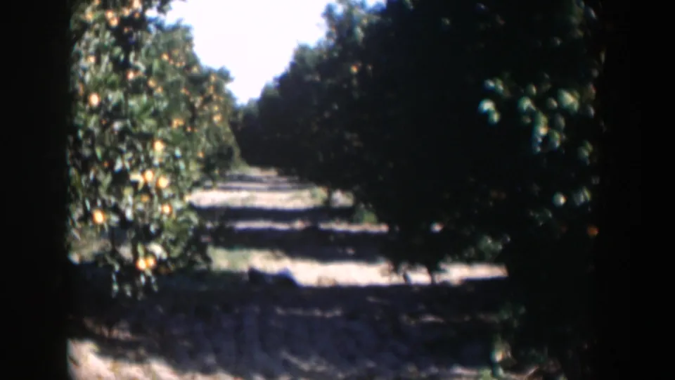 1951 Cuba 8mm frame looking down an orchard corridor lined with orange trees and sunlit ground.