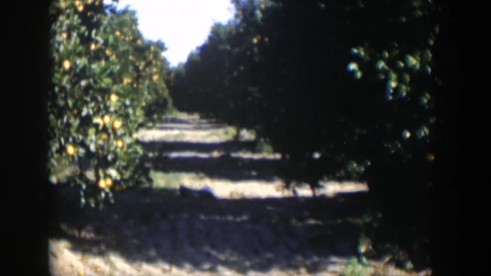 Vintage 8mm frame from Cuba showing a citrus orchard lane with fruit-bearing trees and mottled sunlight.