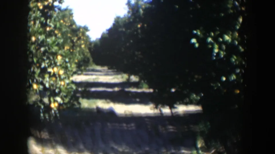 1951 Cuba orchard frame showing orange trees, heavy foliage, and a sunlit path fading into shadow.