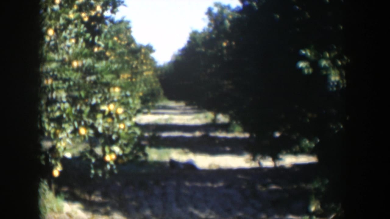 1951 Cuba 8mm frame showing citrus trees heavy with yellow fruit along a sunlit dirt path between orchard rows.