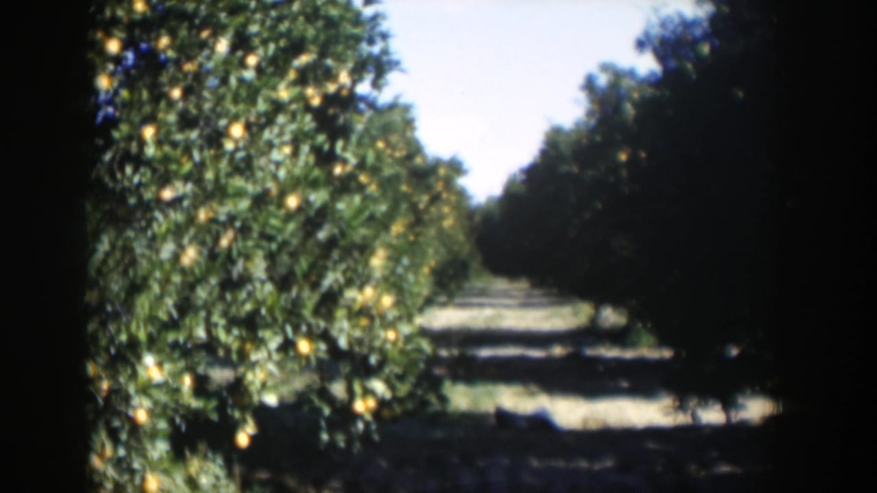 Rows of citrus trees with fruit and shadows across an orchard path.
