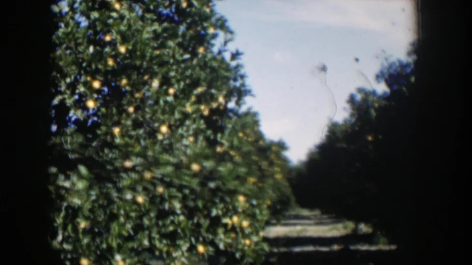 1951 Cuba 8mm frame with a foreground citrus tree, yellow fruit, pale sky, and a narrow orchard lane beyond.