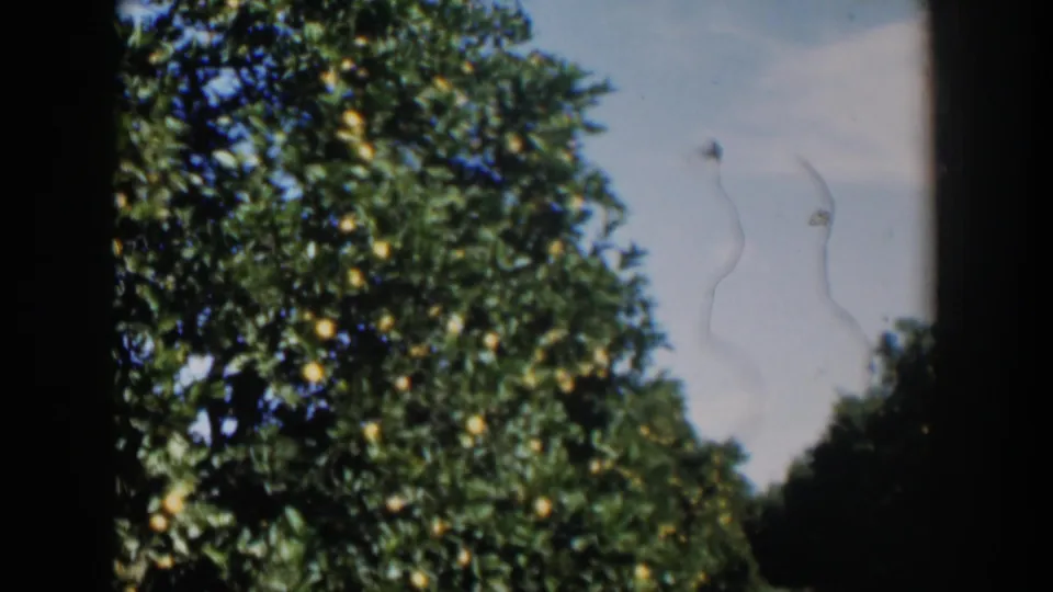 1951 Cuba frame showing a large fruiting citrus tree against blue sky, with visible home-movie film marks near the frame edge.