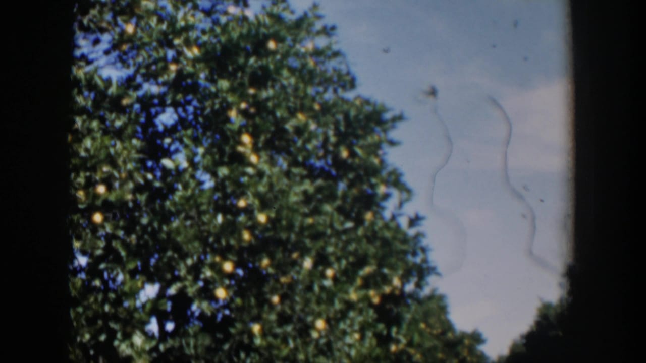 Citrus trees with yellow fruit beside a shaded orchard row.