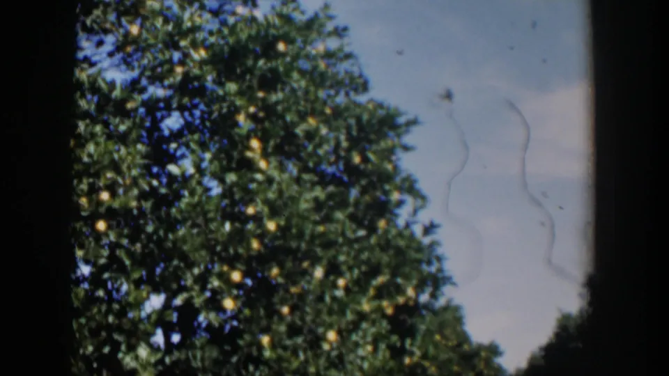 1951 Cuba 8mm frame showing fruit-bearing citrus trees, blue sky, and a shaded path through the grove.