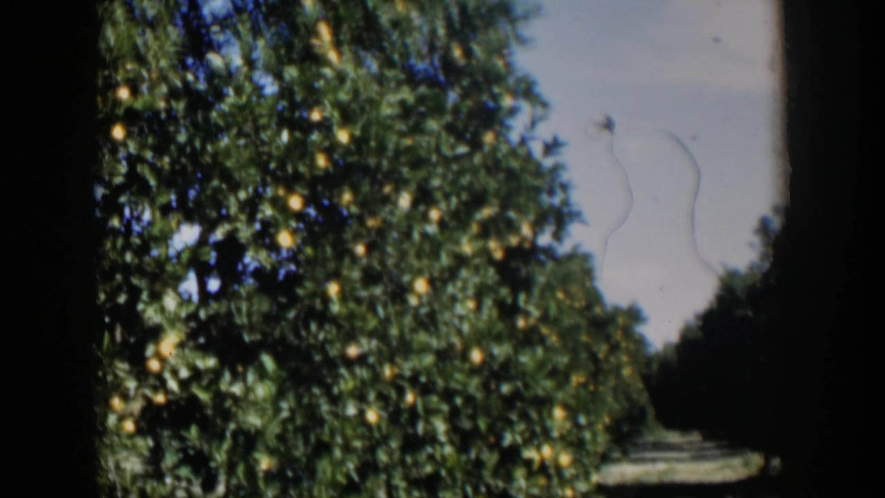 Citrus grove row with fruit trees and a dirt path receding into shade.