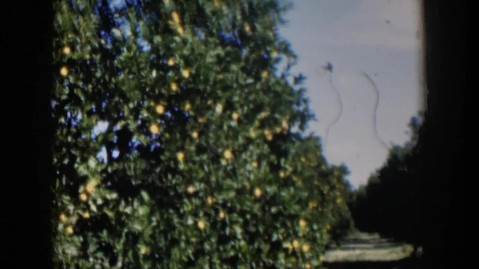 1951 Cuba orchard view with citrus trees heavy with yellow fruit and a narrow dirt path between shaded rows.