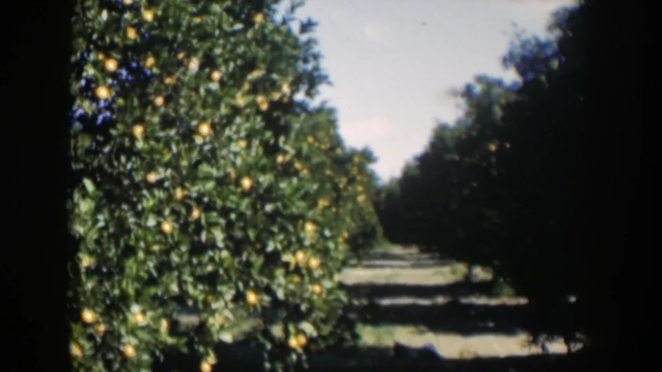1951 Cuba 8mm frame with a close row of citrus trees, yellow fruit, and a sunlit path through the grove.