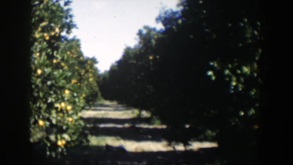 1951 Cuba citrus grove frame showing a path between fruit trees, with bright sky above and dark shade to the side.